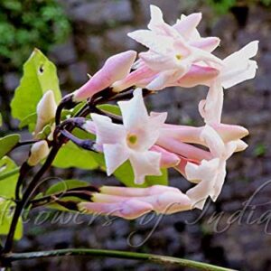 Jasminum Polyanthum” PINK JASMINE” Mogra fragrant Flower Plant – with Pot