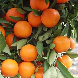 Narangi, Orange Fruit Hybrid Plants – with Pot