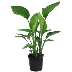 Bird Of Paradise Flower Plant – with Pot