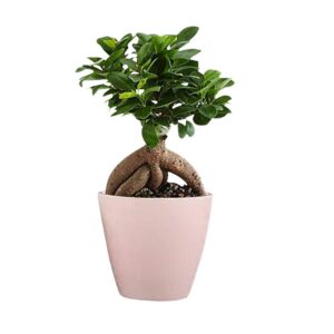 Lucky Leafy Ficus Bonsai 4 to 5 Years Old Ginseng Live Plant with Pot