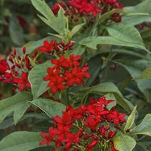 Red Jatropha Flower Plant – with Pot