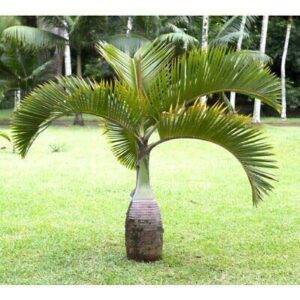 Bottle Palm Modern Plant – with Pot