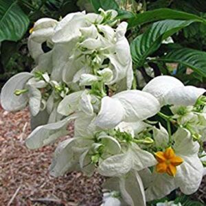 Mussaenda White Flower Plant – with Pot