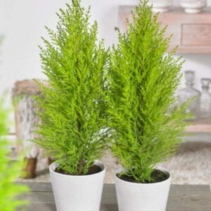 Christmas Tree/ Goldcrest Araucaria Plant – with Pot