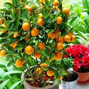 Narangi Fruit Plant – with Pot