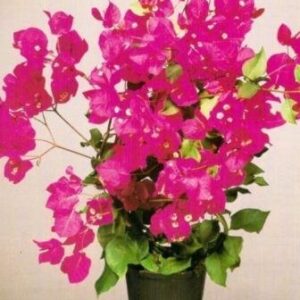 Bougainvillea Dwarf Pink Plant with pot – with Pot