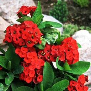 Euphorbia Red Plant – with Pot