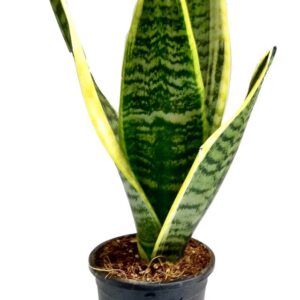 Dracaena Trifasciata(Good Luck) Plant – with Pot