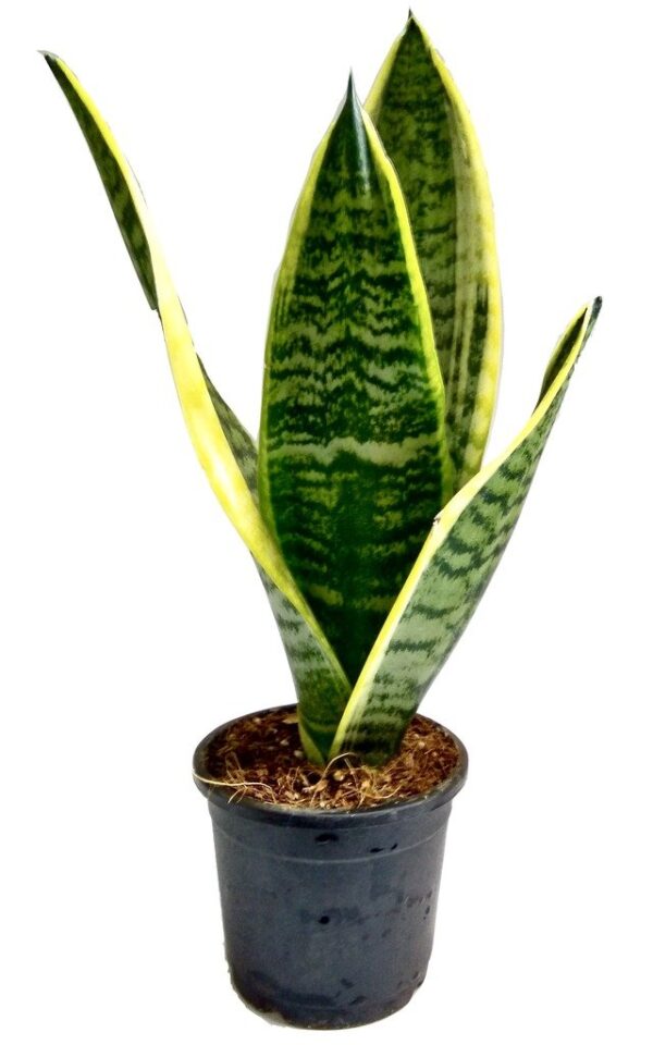 Dracaena Trifasciata(Good Luck) Plant - with Pot - Image 2