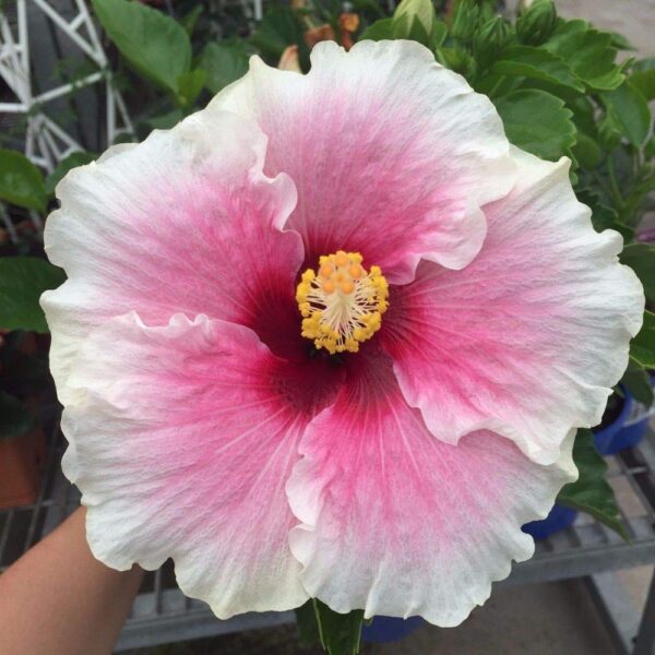 Pink Hybrid Hibiscus Plant with pot - with Pot