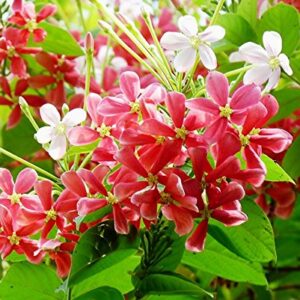 Madhumalti(Rangoon Creeper) Red White Flower Plant – with Pot