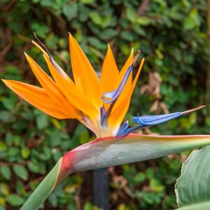 Bird Of Paradise Attractive Flower Plant – with Pot