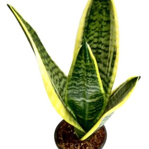 Dracaena Trifasciata(Good Luck) Plant – with Pot