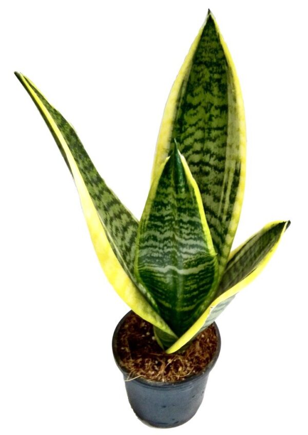 Dracaena Trifasciata(Good Luck) Plant - with Pot