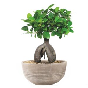 The Bonsai Plants Beautiful Live Grafted Ficus Bonsai Tree 4 Year Old with Pot