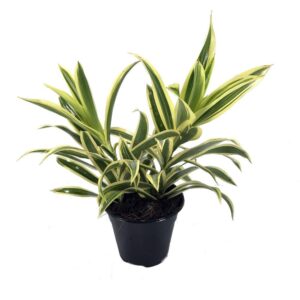 Song Of India (Dracaena Reflexa) Yellow – With Pot