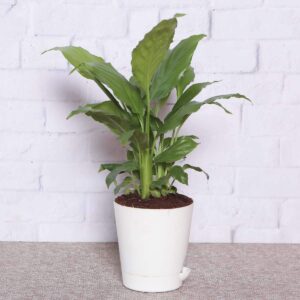 Peace Lily Air Purifying Plant – with self watering Planter