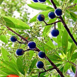 Rudraksh Garden Rare Rudraksha Religious Tree Shiva’s Teardrops Holy plant with Pot