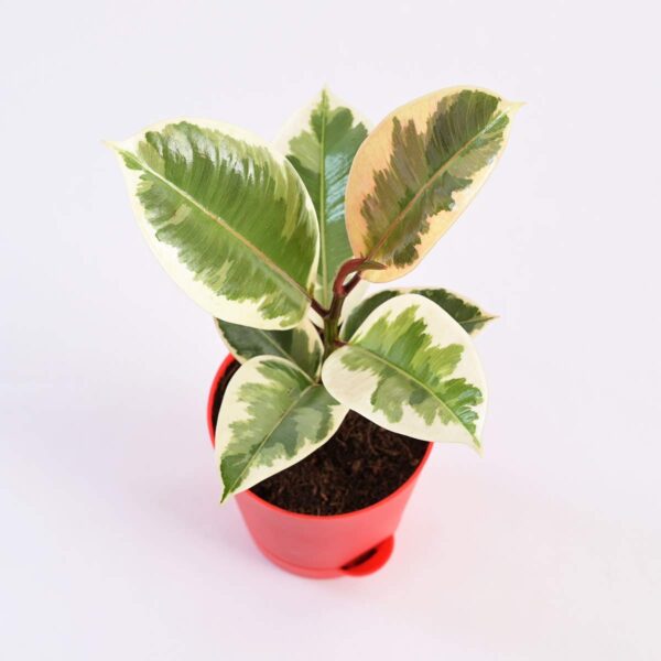 Rubber Plant  Variegated, Air Purifying Plant - Image 4