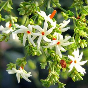 Harsingar/Parijat/Raat ki Rani /Night Jasmine Plant- with Pot