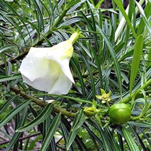 White Kaner/Nerium Oleander Flower Plant – with Pot