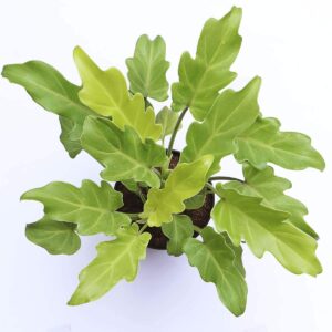 Philondendron Xanadu Golden Plant – with Pot