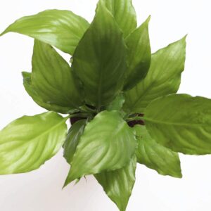 Peace Lily Air Purifying Plant – with self watering Planter