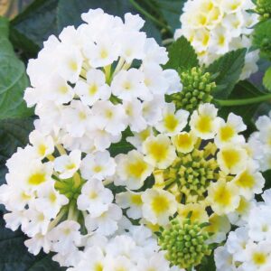 Lantana Camara White Flower Plant with Pot