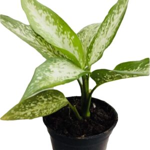 Dieffenbachia Amoena Tropic Snow Plant – with Pot