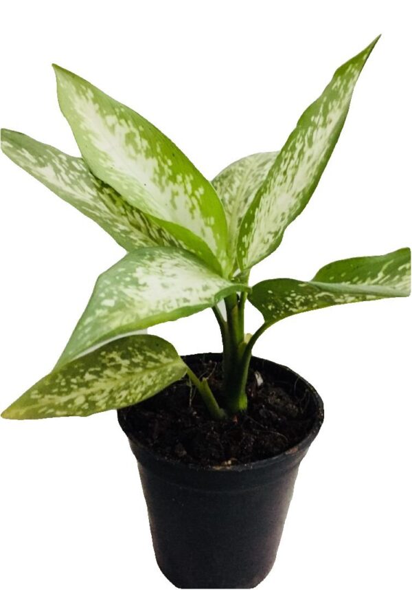 Dieffenbachia Amoena Tropic Snow Plant - with Pot