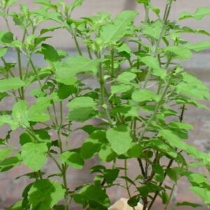 Rama Tulsi Plant, Holy Basil, Ocimum sanctum (Green) Plant – With Pot