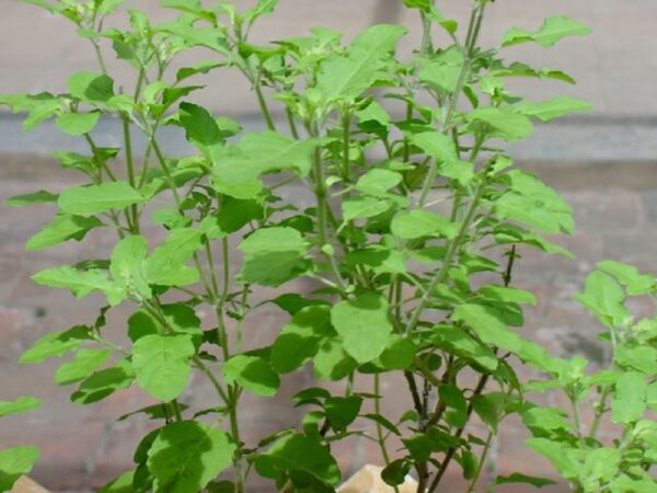 Rama Tulsi Plant, Holy Basil, Ocimum sanctum (Green) Plant - With Pot - Image 2