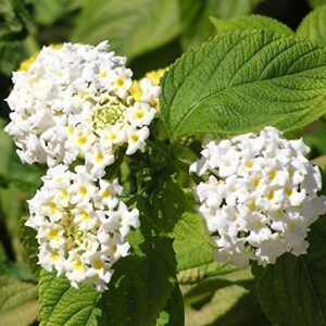 Lantana Camara White Flower Plant with Pot