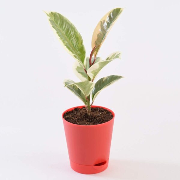 Rubber Plant  Variegated, Air Purifying Plant - Image 3