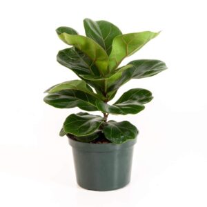 Ficus Lyrata Plant with Pot