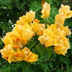 Special Beautiful Yellow Bougainvillea 1 Healthy Small Plant with Pot