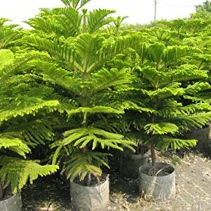 Christmas Tree/ Araucaria Plant – with Pot