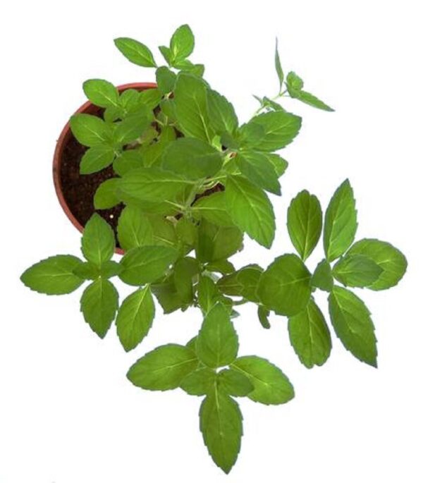 Rama Tulsi Plant, Holy Basil, Ocimum sanctum (Green) Plant - With Pot - Image 3