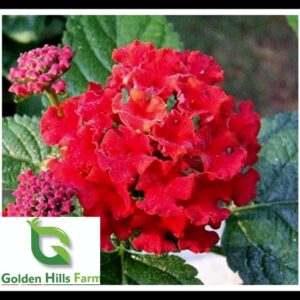 Lantana Plant/Red Lantana Camara Plant – with Pot