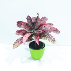 Croton Red Plant