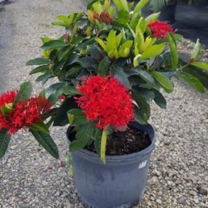 Ixora Drak Red Flower Plant – with Pot