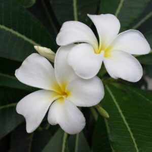 Plumeria Champa White Flower Plant – with Pot