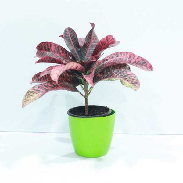 Croton Red Plant