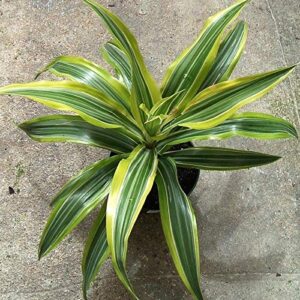 Victoria plant/ Dracaena Plant with Pot