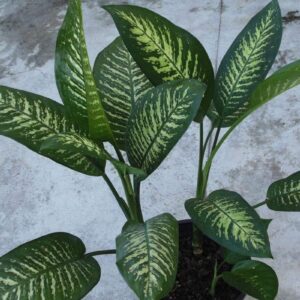 Dieffenbachia Dumb Cane Plant – with Pot