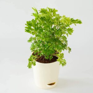 Aralia Golden Plant with Pot