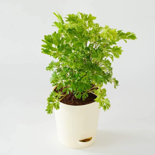 Aralia Golden Plant with Pot - Image 2