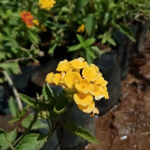 Yellow Lantana Flower Plant/Butterfly Flower Plant – with Pot