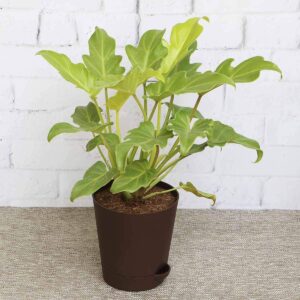 Philondendron Xanadu Golden Plant – with Pot