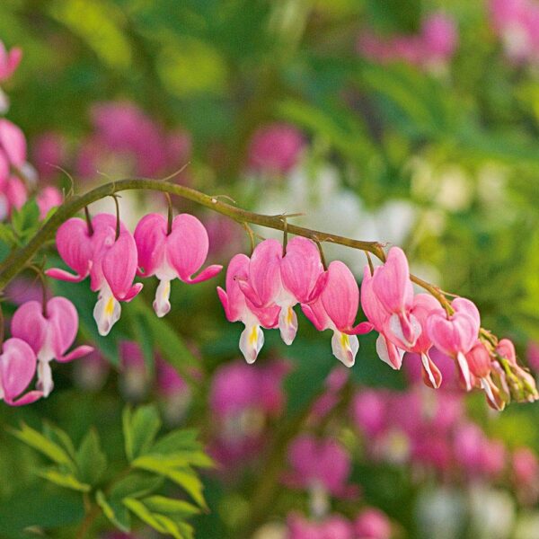 Bleeding Heart Pink Flower Plant - with Pot - Image 4